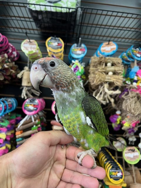 African Cape Parrot