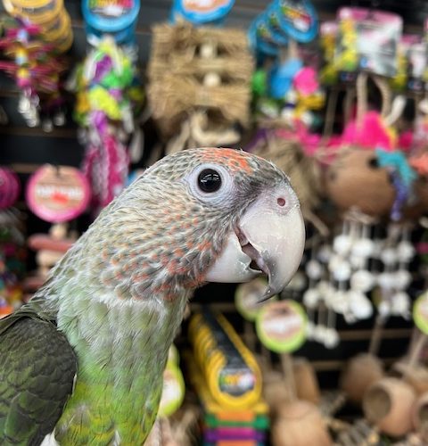 African Cape Parrot