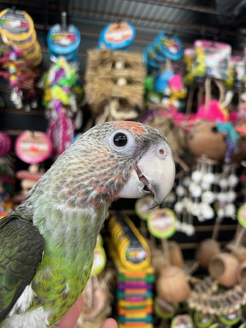 African Cape Parrot