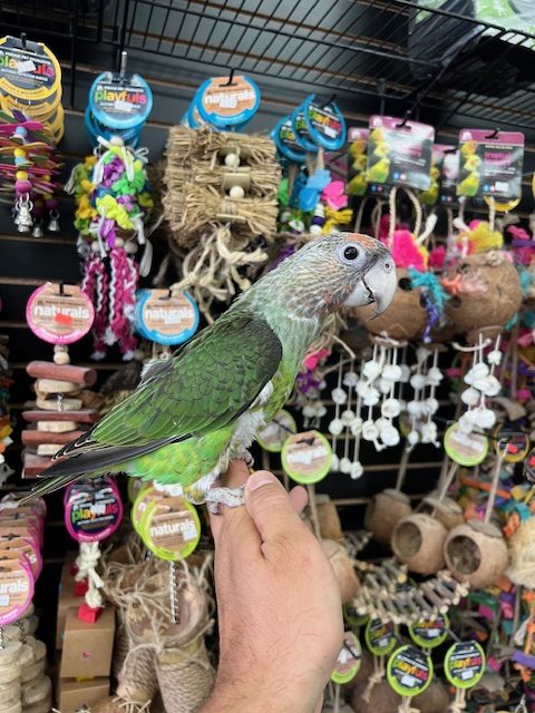 African Cape Parrot