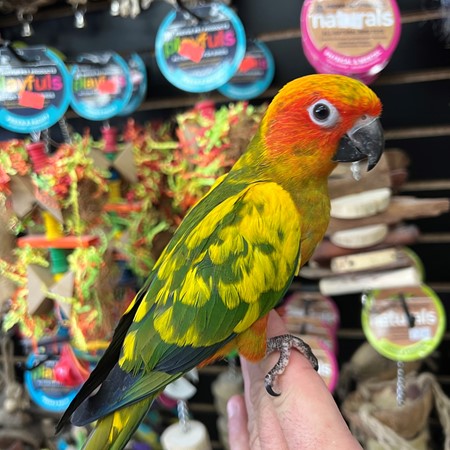 Sun Conure