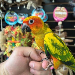 Sun Conure