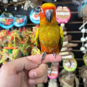 Sun Conure
