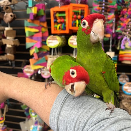 Cherry Head Conure