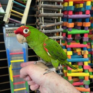 Cherry Head Conure