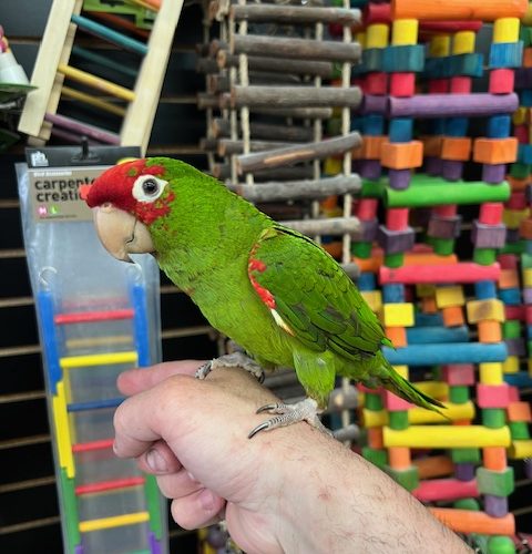 Cherry Head Conure