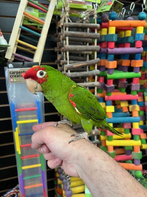 Cherry Head Conure