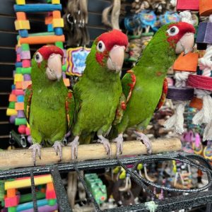 Cherry Head Conure