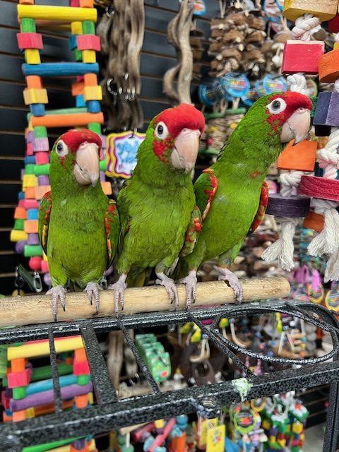 Cherry Head Conure