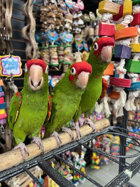 Cherry Head Conure