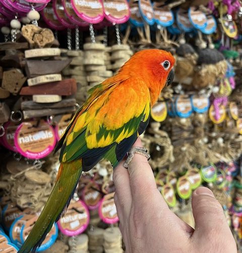 IMG_8918 Red Factor Sun Conure