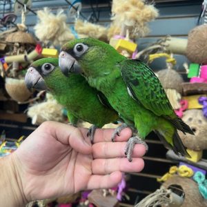 Jardines Parrot
