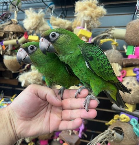 Jardines Parrot
