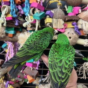 Jardines Parrot