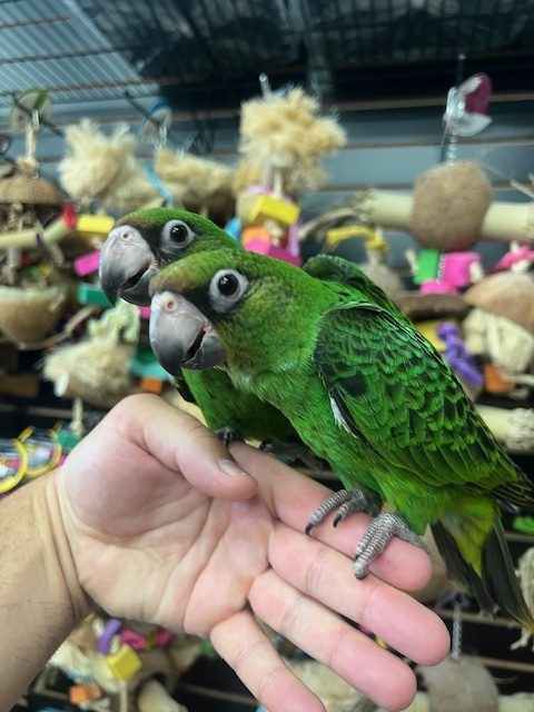 Jardines Parrot
