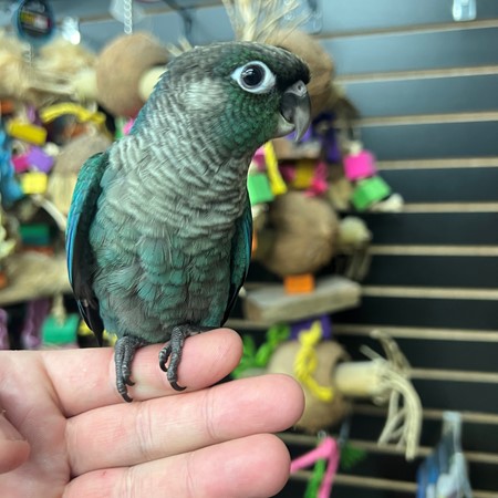 Turquoise Green Cheek Conure