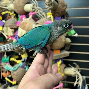 Turquoise Green Cheek Conure