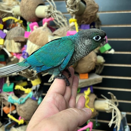Turquoise Green Cheek Conure