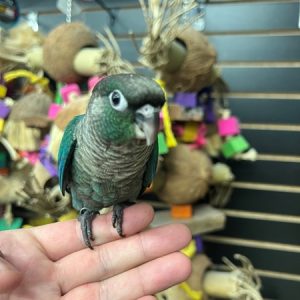 Turquoise Green Cheek Conure