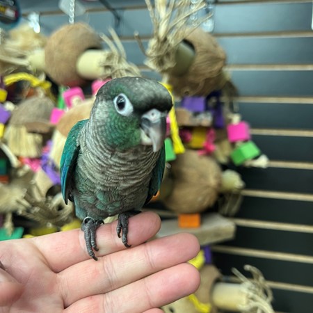 Turquoise Green Cheek Conure
