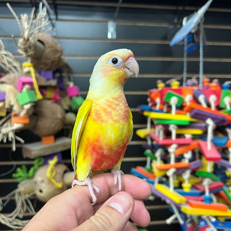 Sun Cheek Conure