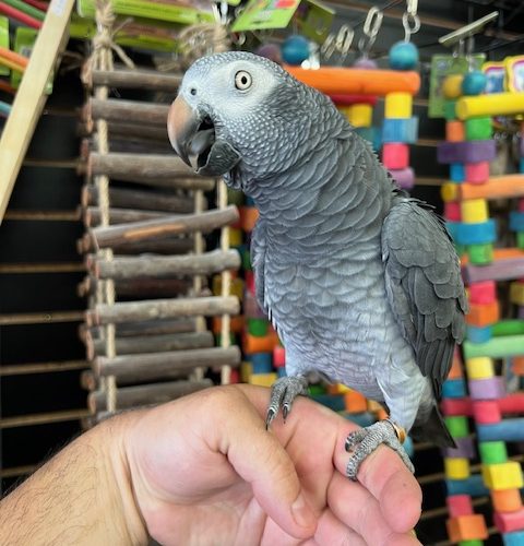 Timneh African Grey