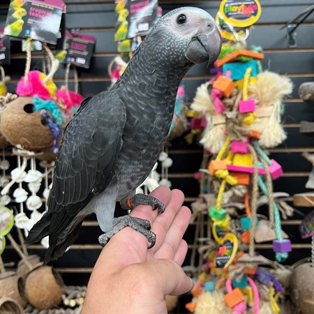 Timneh African Grey
