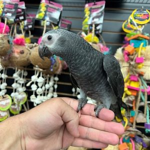 Timneh African Grey