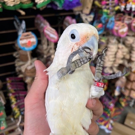 Goffins Cockatoo