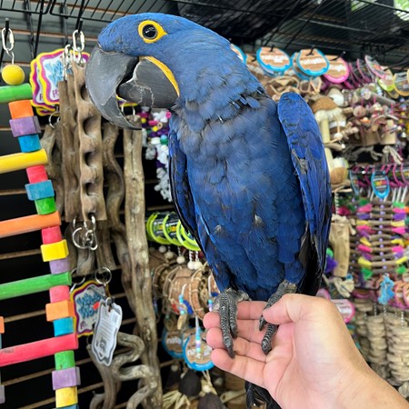 Hyacinth Macaw