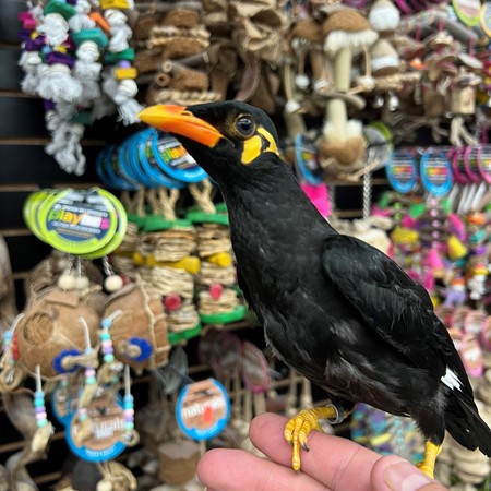 Greater Indian Hill Mynah
