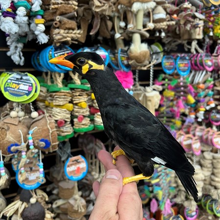 Greater Indian Hill Mynah