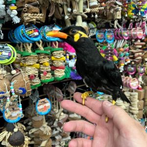 Greater Indian Hill Mynah