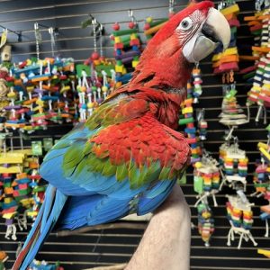 Green Wing Macaw