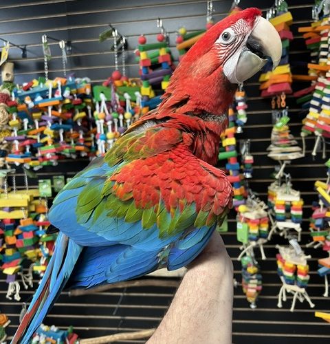 Green Wing Macaw