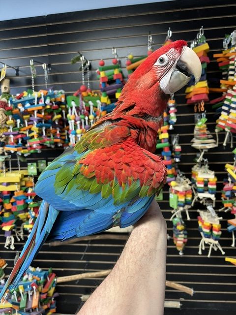 Green Wing Macaw