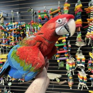 Green Wing Macaw