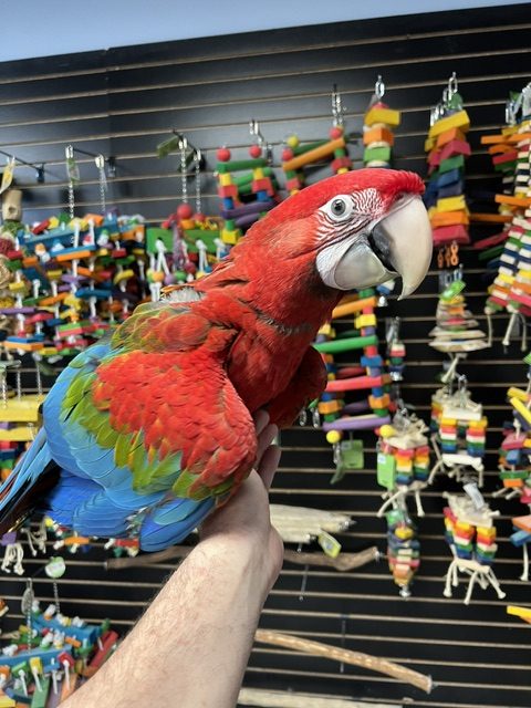Green Wing Macaw