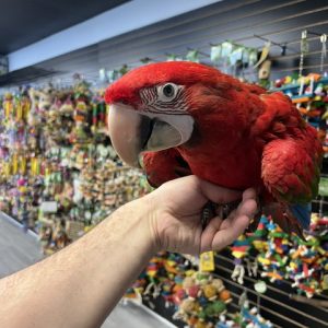Green Wing Macaw