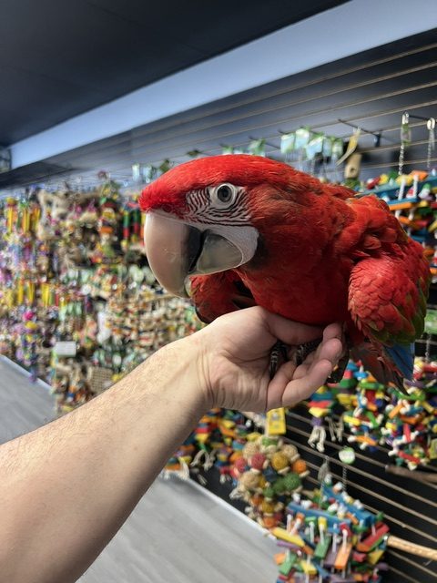 Green Wing Macaw