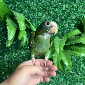 White Cap Pionus