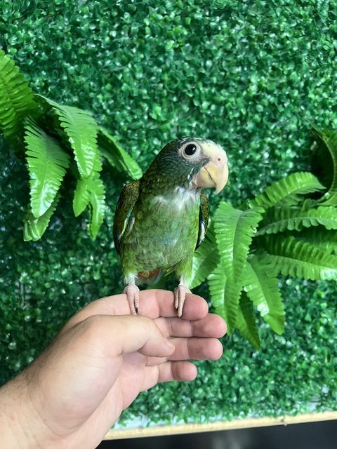 White Cap Pionus