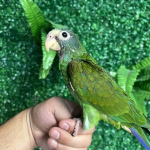 White Cap Pionus