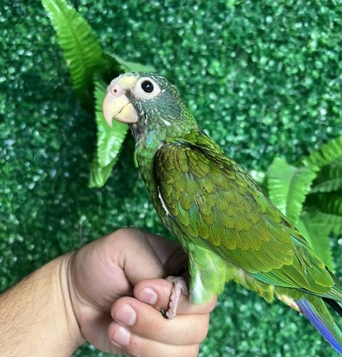 White Cap Pionus