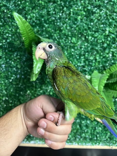 White Cap Pionus