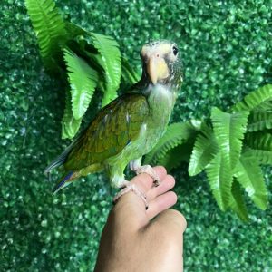 White Cap Pionus