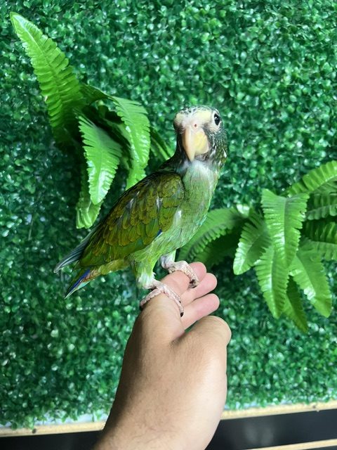 White Cap Pionus