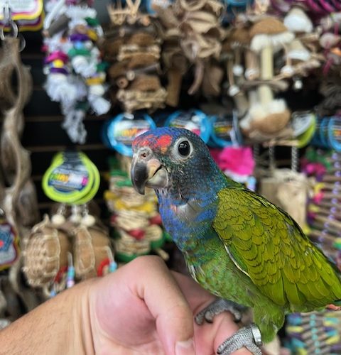 Blue Headed Pionus