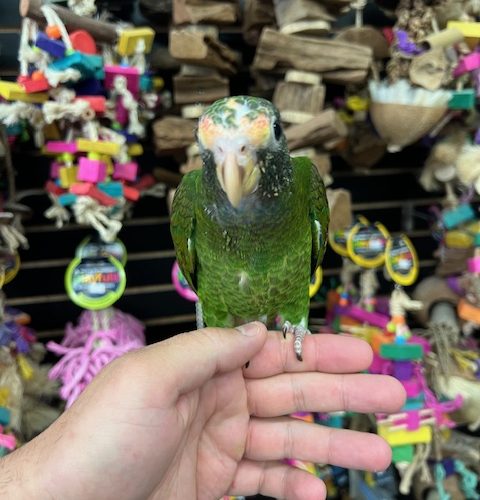 White Cap Pionus