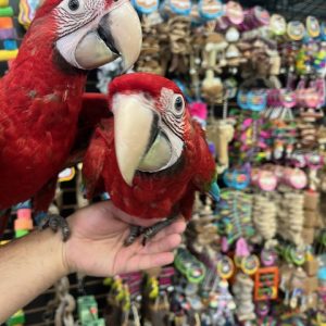 Green Wing Macaw